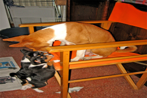 Ein Raum mit einem Stuhl, drei Hunden (zwei schwarz und einer braun), einer Zeitung links und einem Fensterladen oben.