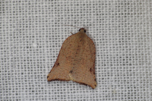 Eine Fliege auf einem Netz.