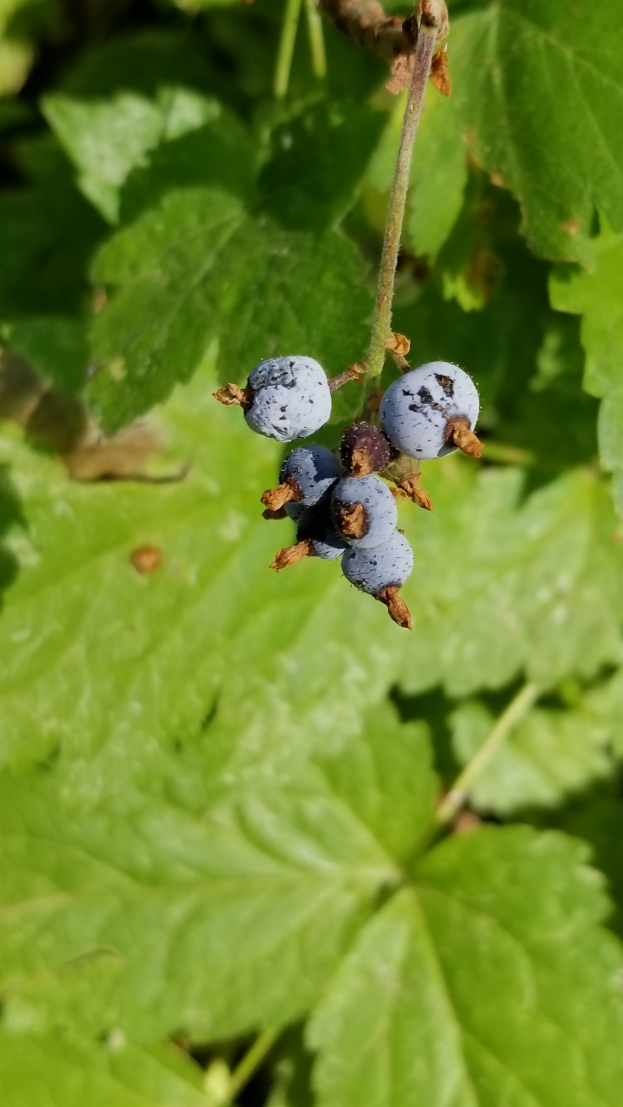 Ein Nahaufnahme von reifen, tiefblauen Blaubeeren an einem Busch mit grünen Blättern.