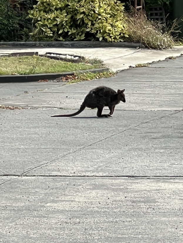 Ein Känguru, das auf einem Bürgersteig neben einem Gebäude läuft, mit Gras, Pflanzen und Bäumen im Hintergrund.