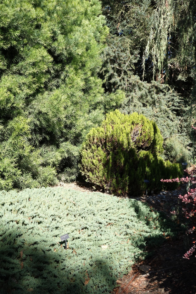 Ein Garten mit dichtem Grün und Bäumen über bodenbedecktem Grund.