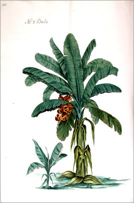 Gemälde einer Bananenpflanze mit grünen Blättern und gelben Blüten in einem Rahmen.