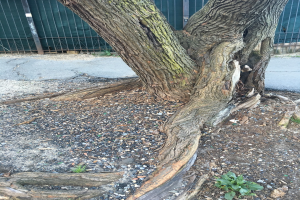 Ein großer umgestürzter Baum liegt in der Mitte einer Straße, umgeben von Steinen, Pflanzen und einer Straße, mit einem Zaun und einer Wand im Hintergrund.