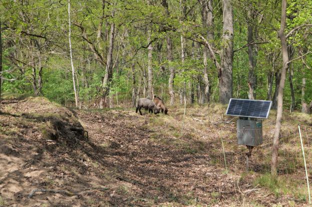 Zwei Tiere grasen in einem bewaldeten Gebiet mit einem Solarpanel auf einem Pfahl rechts daneben, trockene Blätter und Gras bedecken den Boden, Bäume im Hintergrund.