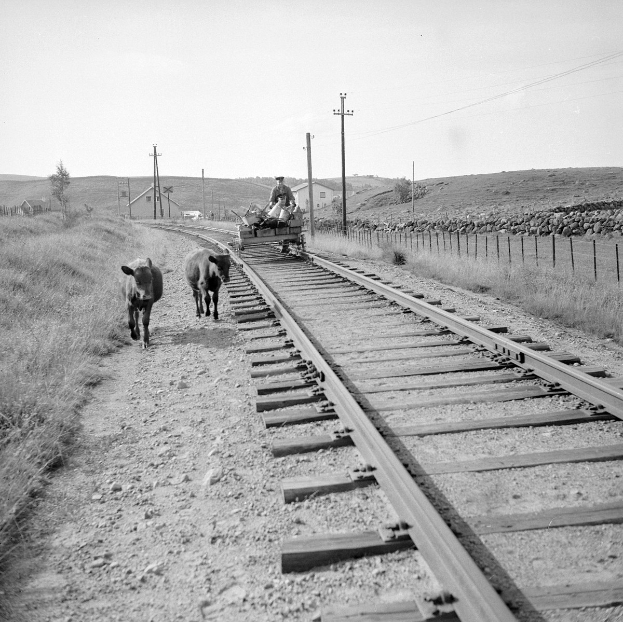 Schwarze und weiße Fotografie von zwei Kühen, die auf den Eisenbahnschienen laufen, mit einer Person auf einem Fahrzeug im Vordergrund, Gras und einem Zaun auf beiden Seiten der Schienen und Häusern, Bäumen, Pfählen und Himmel im Hintergrund.