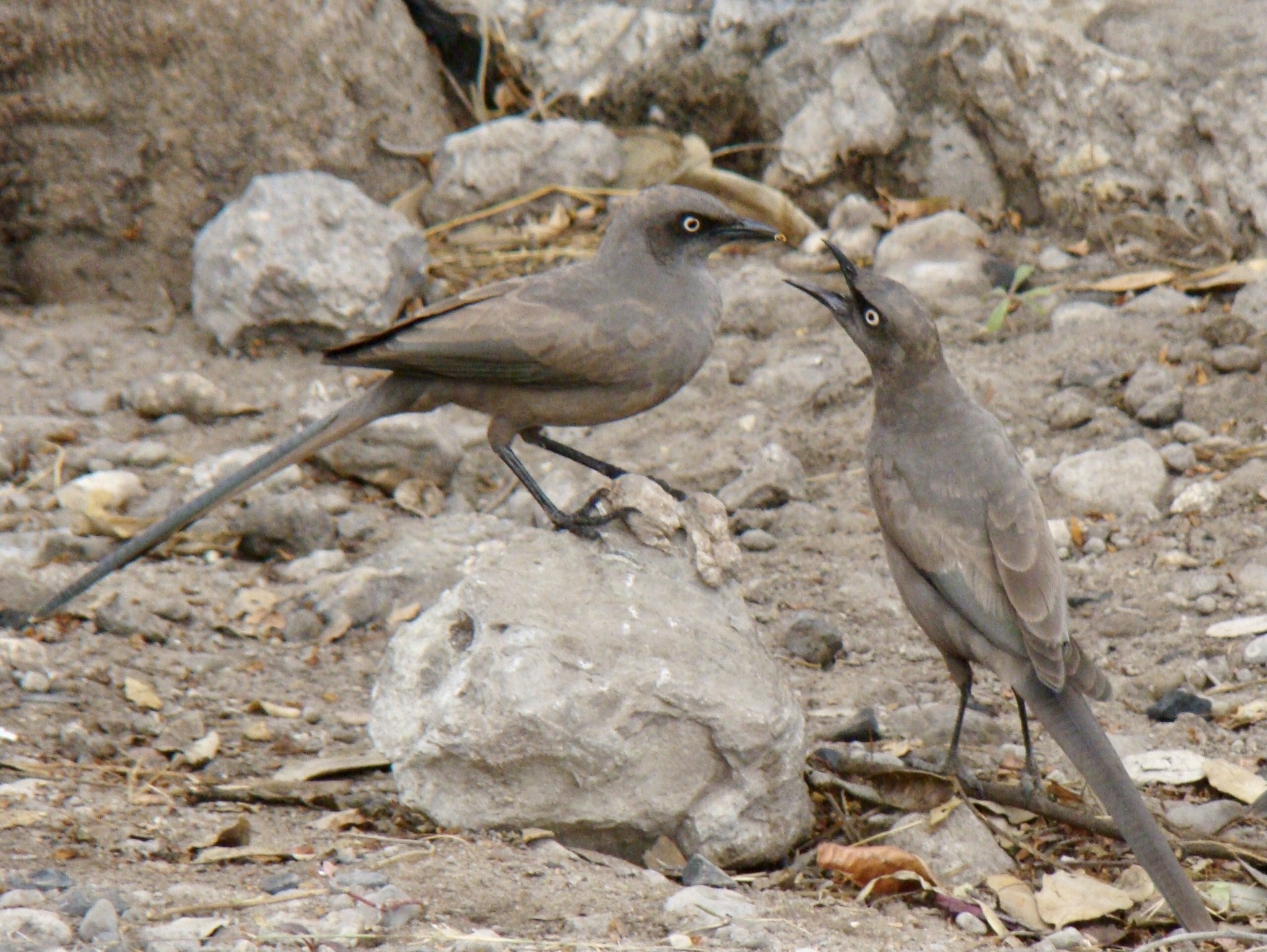 Zwei Vögel auf felsigem Boden mit offenen Schnäbeln und leuchtenden Augen, die zu lachen scheinen.