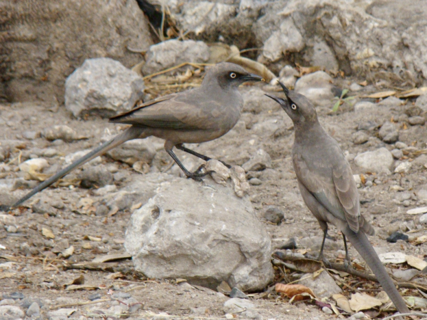 Zwei Vögel auf felsigem Boden mit offenen Schnäbeln und leuchtenden Augen, die zu lachen scheinen.